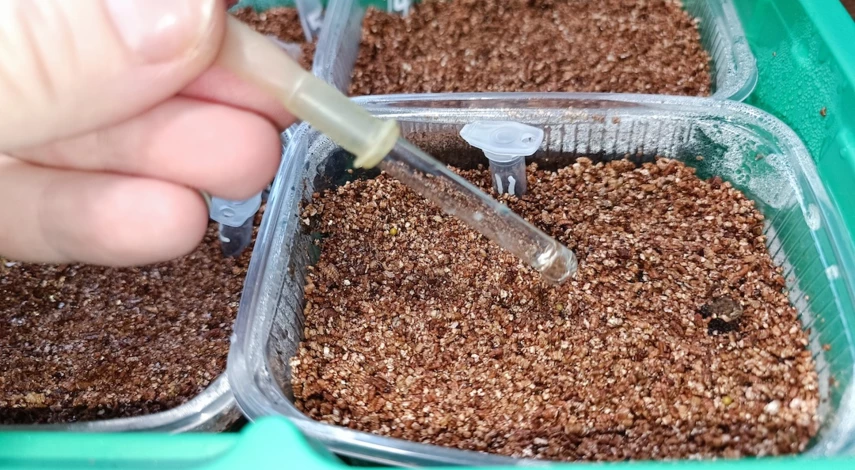 Семена петунии ампельной