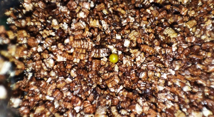 Дражированные семена петунии