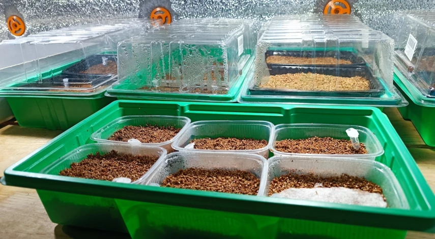 Петуния ампельная кашпо