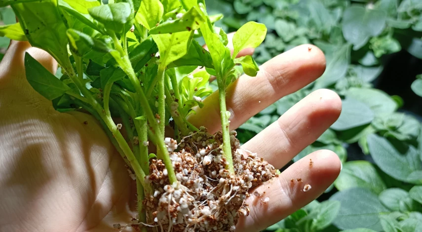 Петуния ампельная черенки