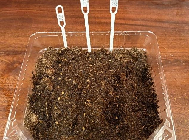 замачивание семян перед посадкой