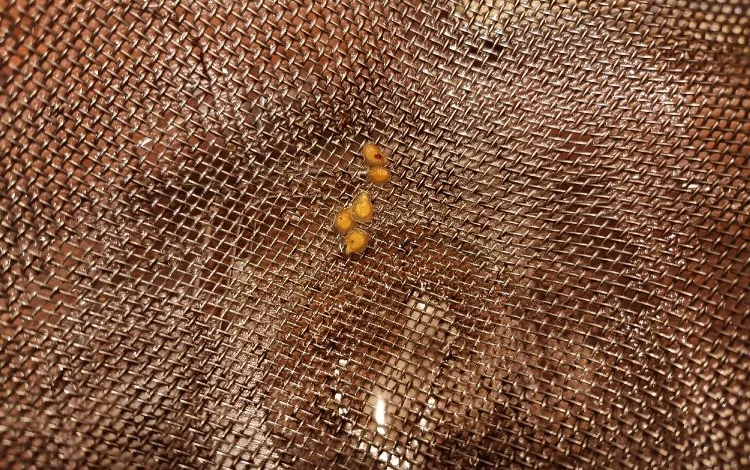 промывание семян после замачивания