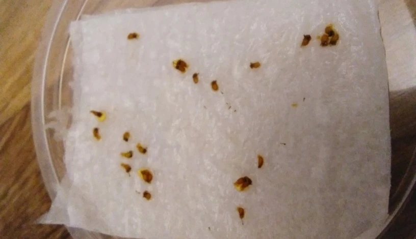 нужно ли замачивать семена перед посевом