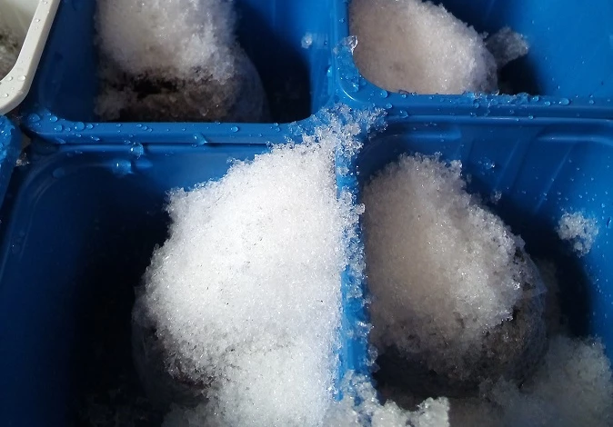 закаливание семян перед посадкой