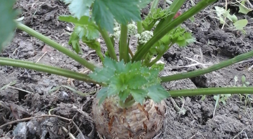 Высадка рассады сельдерея