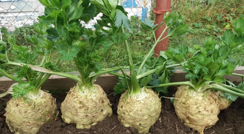 корневой сельдерей на грядке
