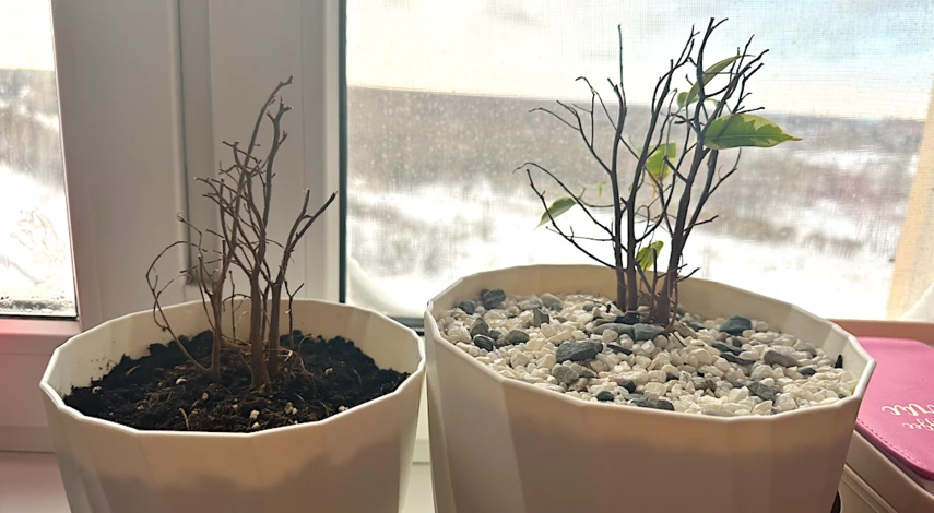 Домашняя тля на комнатных растениях