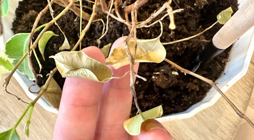 Тля на комнатных цветах