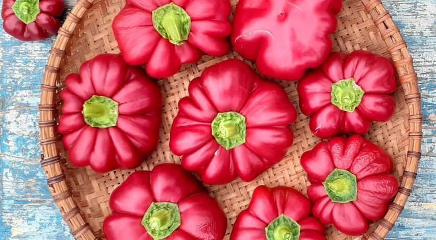 сорта перца с крупными плодами