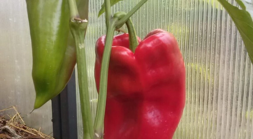 крупноплодные гибриды перца