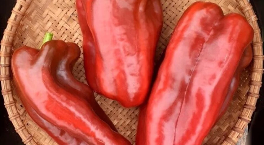 большие перцы сорта