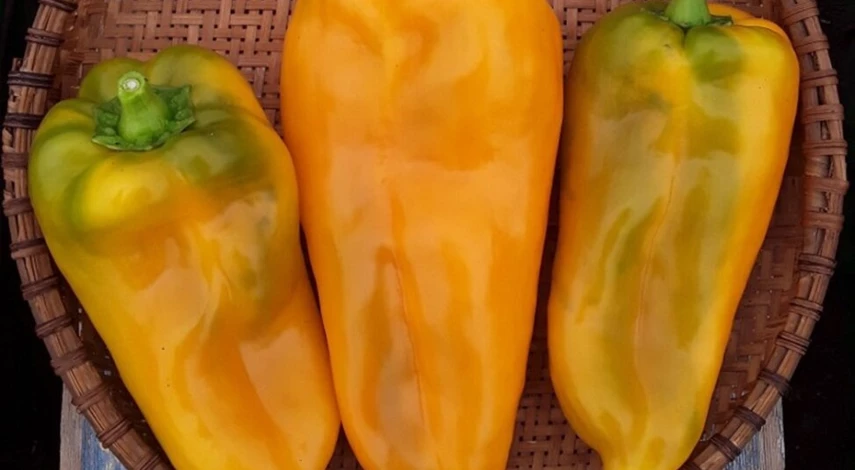 крупные желтые перцы