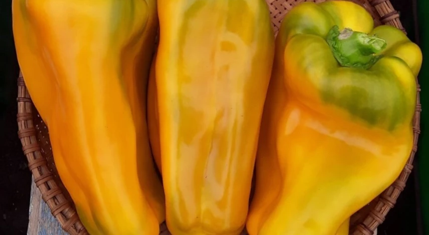 крупные перцы