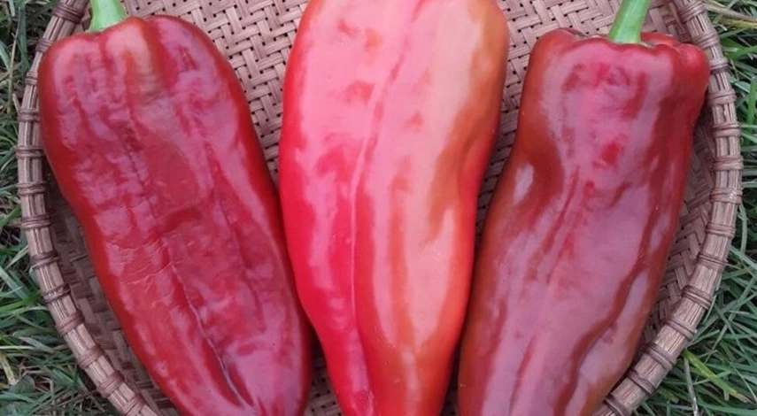 крупные красные перцы сорта