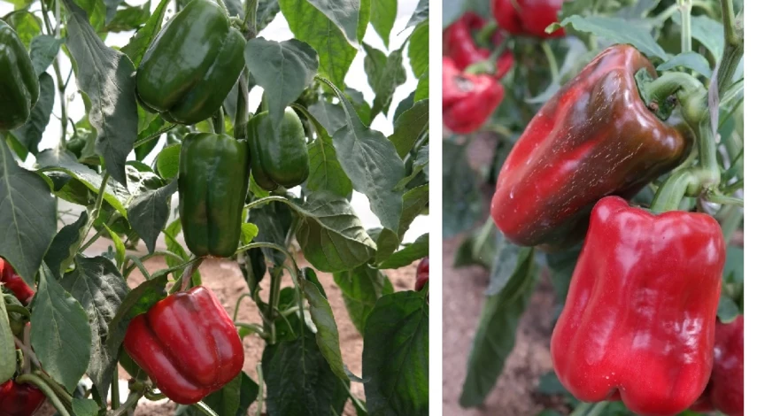 сорт крупного перца громада