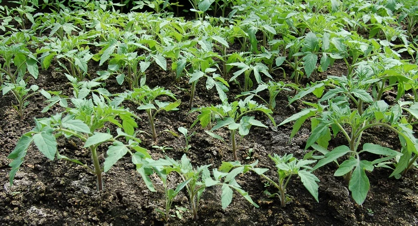 рассада китайским спообом