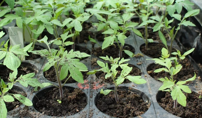 китайский способ рассады томатов