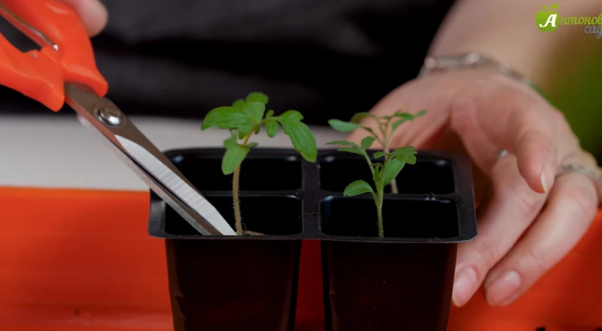 китайский способ выращивания рассады томатов