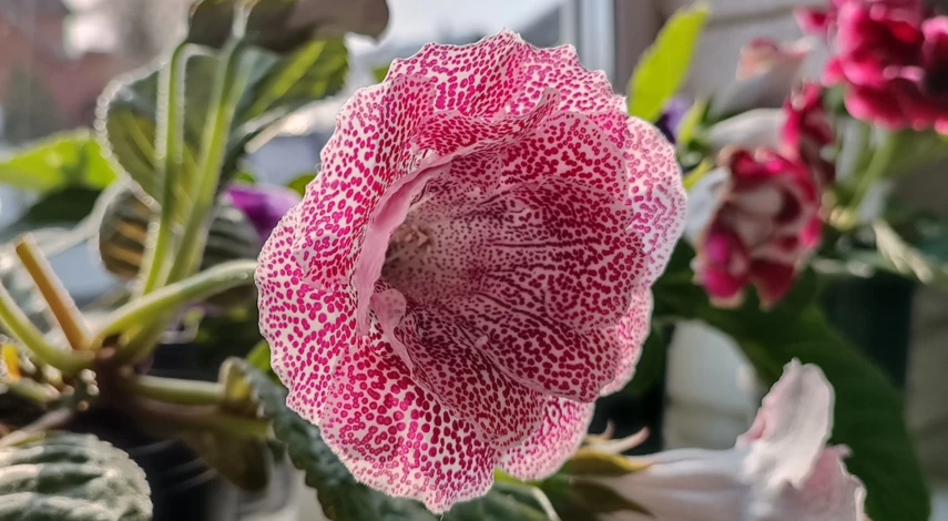 Глоксиния уход и выращивание