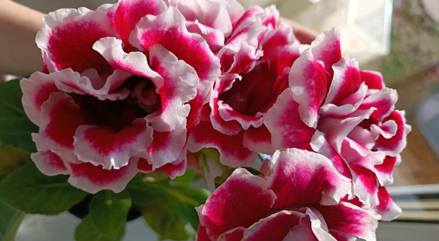 Глоксиния уход в домашних условиях