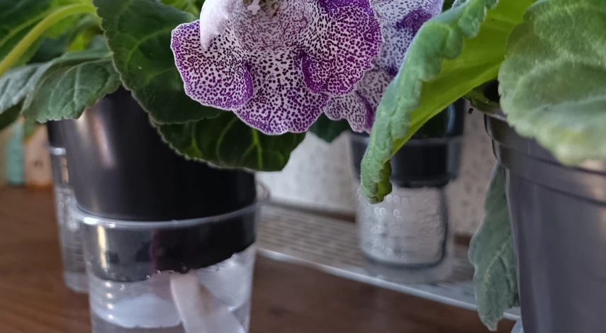 Глоксиния полив