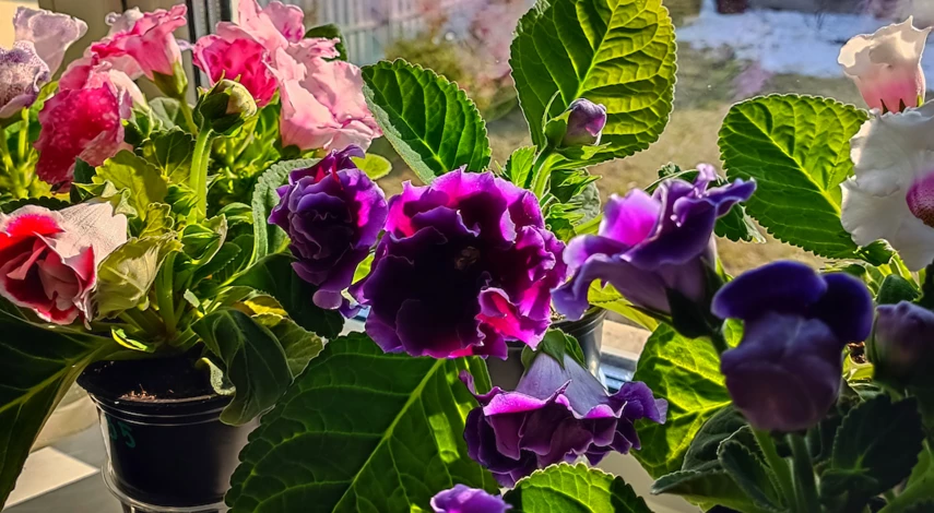 Глоксиния домашняя