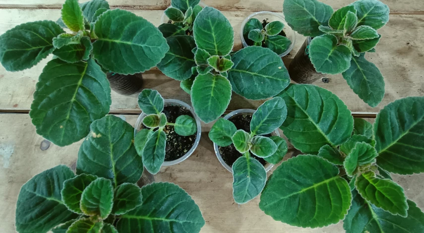 синнингия красивая