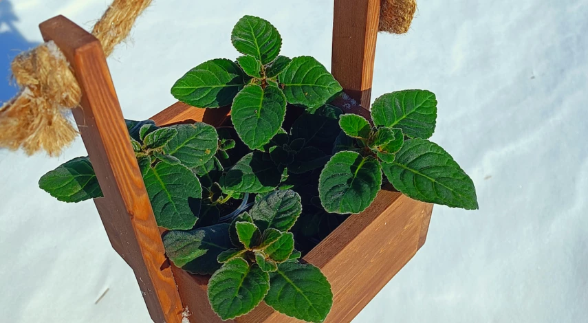 Глоксиния уход