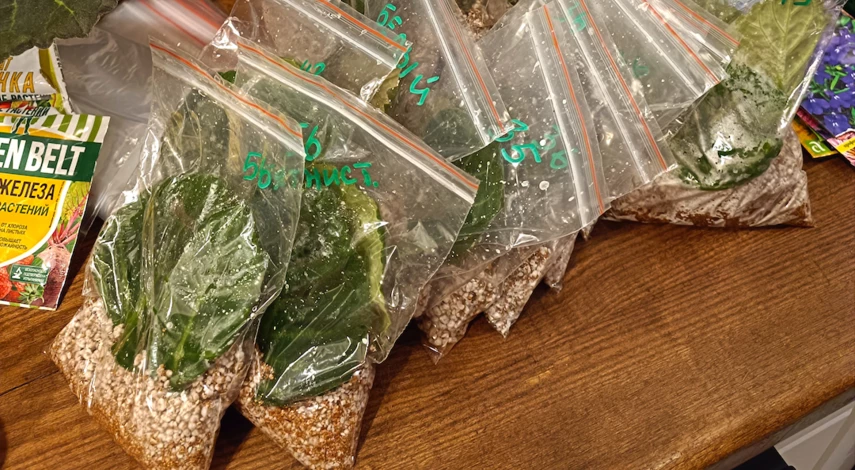 Глоксиния размножение