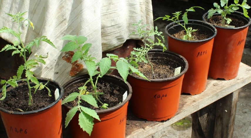 отзывы о китайском способе выращивания рассады