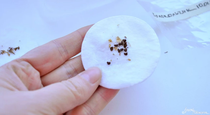 Посев семян стратификация