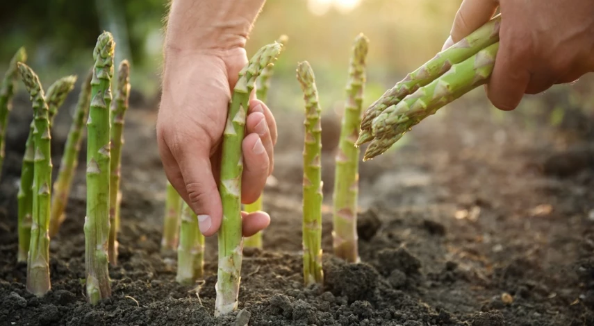 выращивание аспарагуса