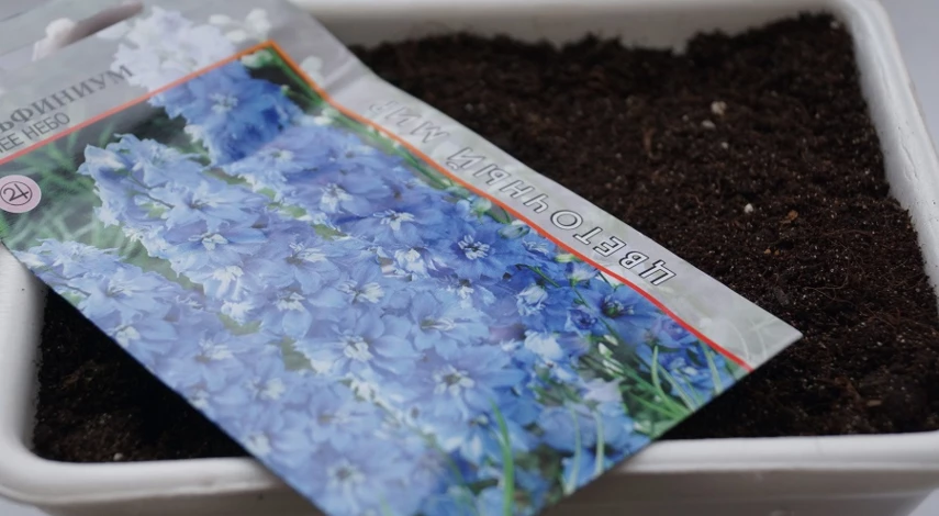 стратификация семян дельфиниума