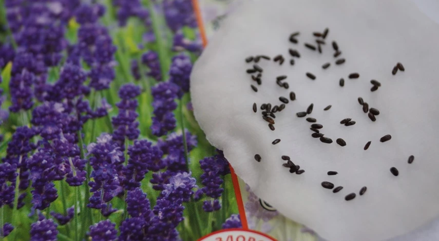 стратификация семян лаванды