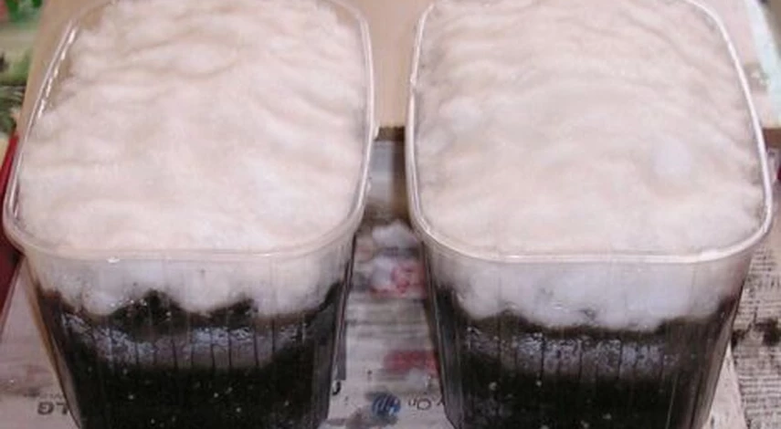 Правильная стратификация семян в домашних условиях