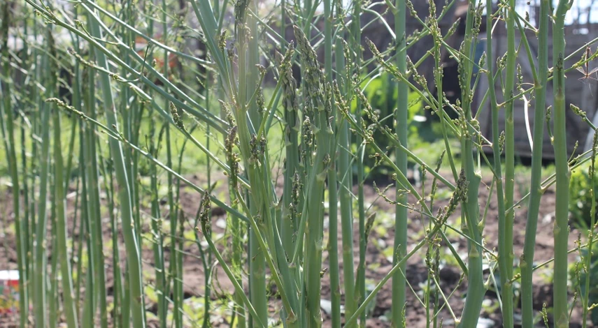 аспарагус уход