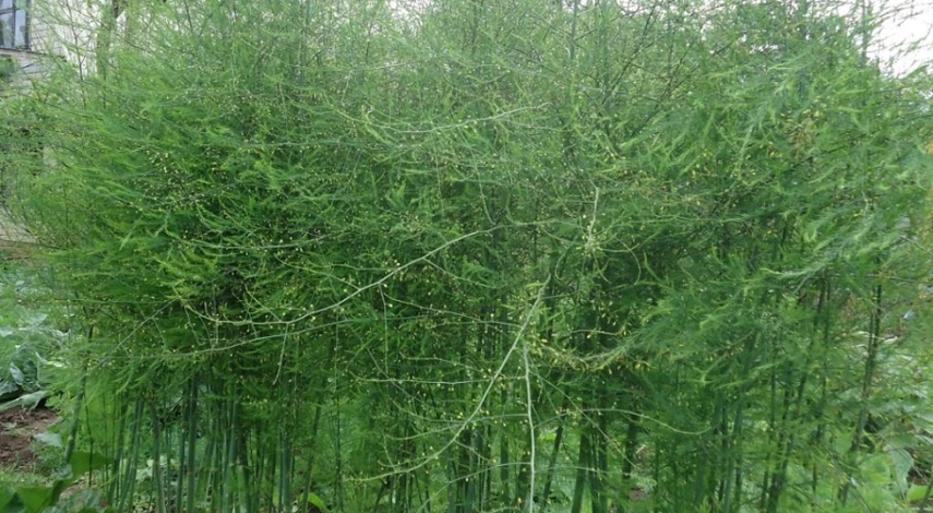 аспарагус он же спаржа