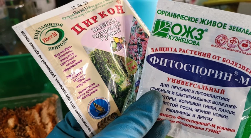 гацания посадка и уход