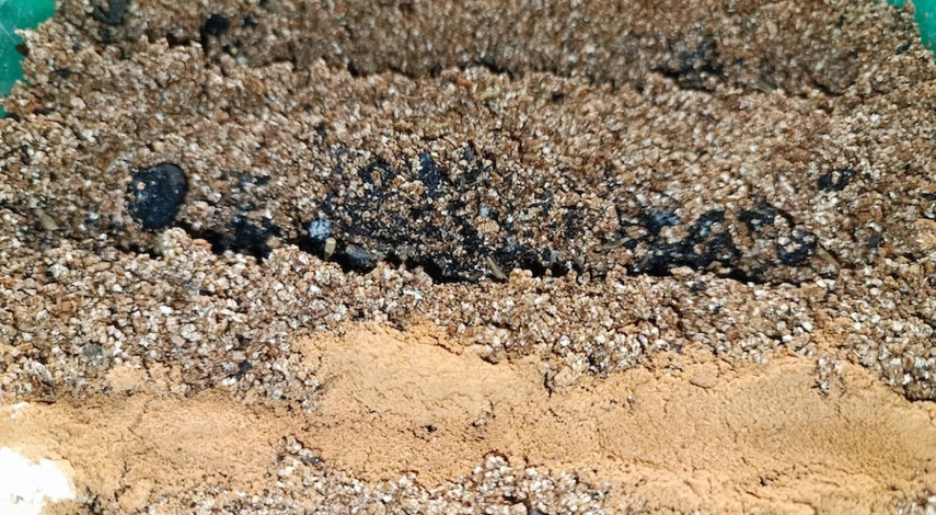 гацания посадка и уход фото