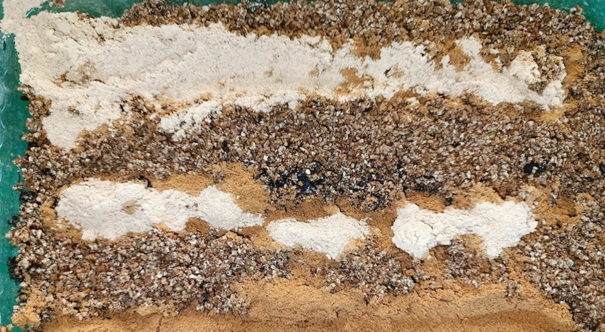 цветы гацания фото посадка