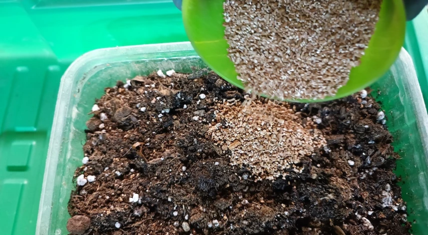 гацания выращивание