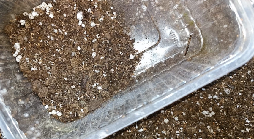 как посадить гацанию