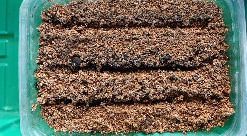 когда сажать гацанию