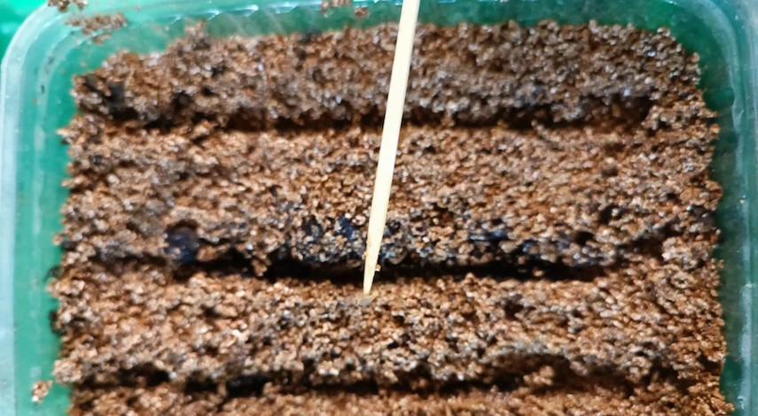 Посев гацании на рассаду