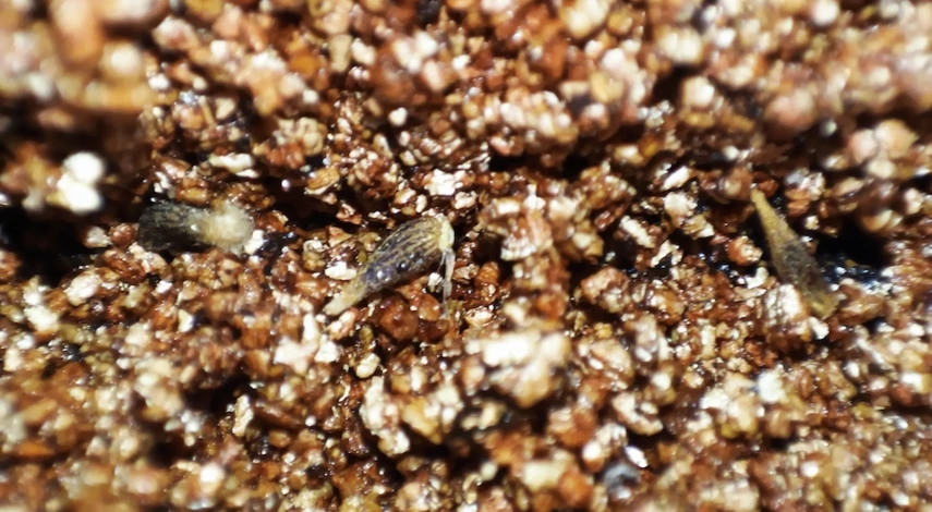 выращивание рассады гацании