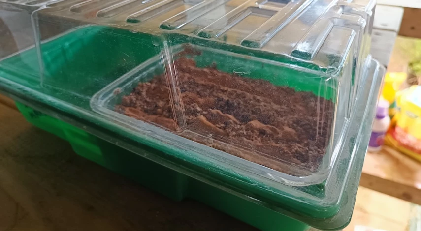 посадка гацании на рассаду из семян