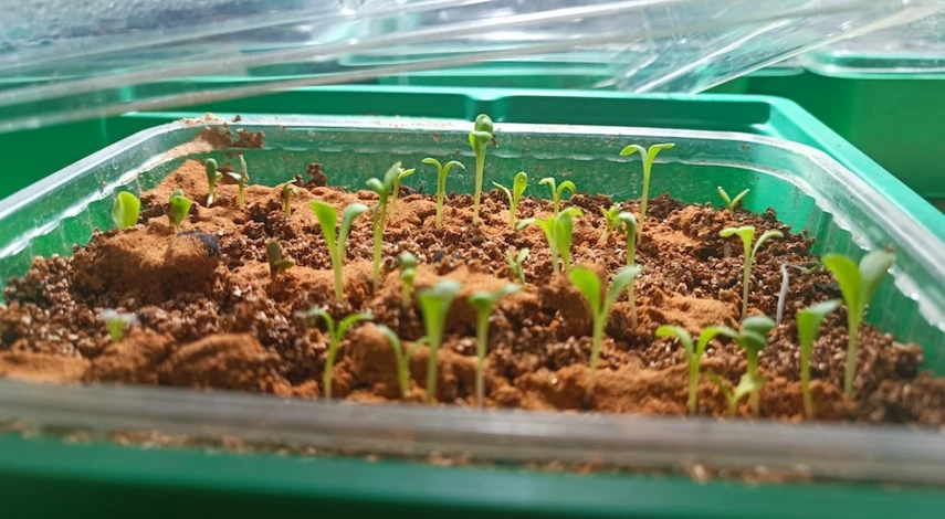 гацания выращивание из семян