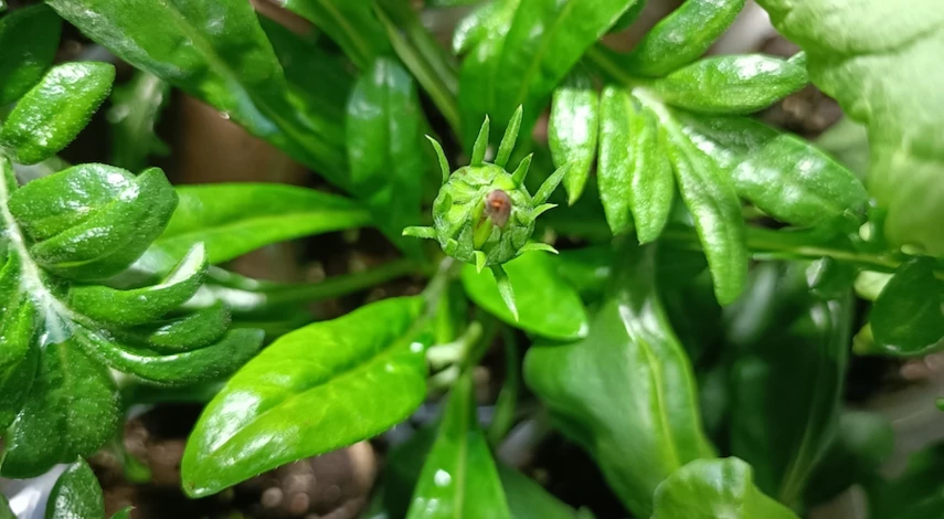 гацания выращивание рассады фото