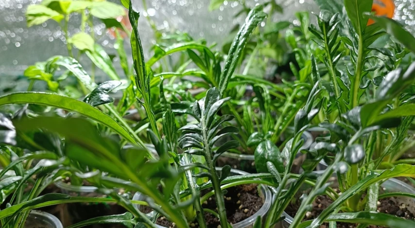 гацания открытом грунте