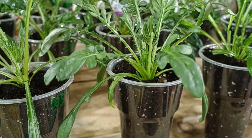 гацания фото уход в открытом грунте